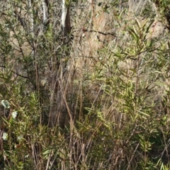 Callistemon sp. at Jerrabomberra, ACT - 9 Aug 2023