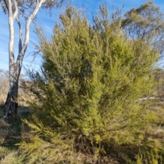 Kunzea ericoides (Burgan) at Callum Brae - 9 Aug 2023 by Mike