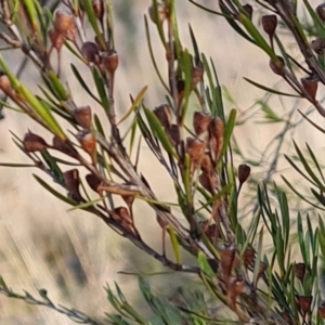 Kunzea ericoides at Jerrabomberra, ACT - 9 Aug 2023 03:31 PM