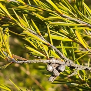 Kunzea ericoides at Jerrabomberra, ACT - 9 Aug 2023 03:31 PM