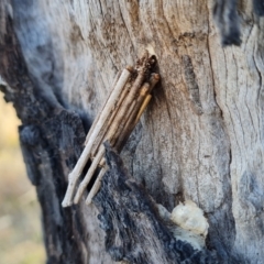 Clania (genus) (A case moth) at Symonston, ACT - 9 Aug 2023 by Mike