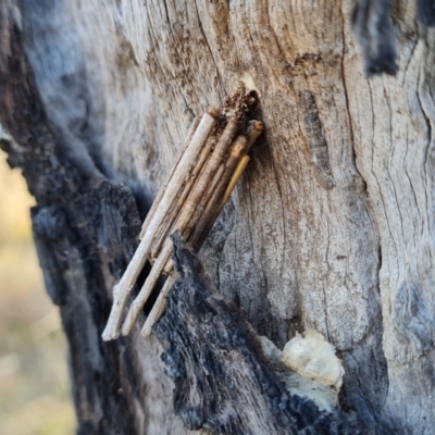 Clania (genus) (A case moth) at Symonston, ACT - 9 Aug 2023 by Mike