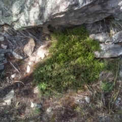 Acrotriche serrulata (Ground-berry) at Cooma, NSW - 9 Aug 2023 by mahargiani