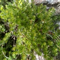 Acrotriche serrulata at Cooma, NSW - 9 Aug 2023