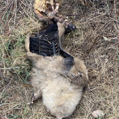 Vombatus ursinus (Bare-nosed Wombat) at Molonglo, ACT - 9 Aug 2023 by SteveBorkowskis