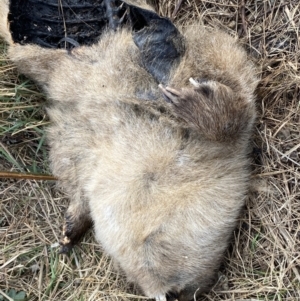 Vombatus ursinus at Molonglo, ACT - 9 Aug 2023 09:26 AM