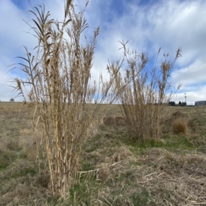 Arundo donax at Molonglo, ACT - 9 Aug 2023