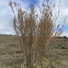 Arundo donax at Molonglo, ACT - 9 Aug 2023