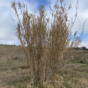 Arundo donax at Molonglo, ACT - 9 Aug 2023