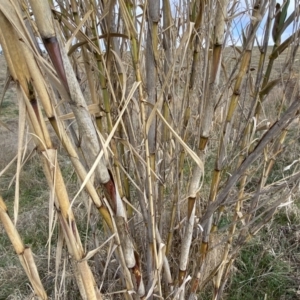 Arundo donax at Molonglo, ACT - 9 Aug 2023