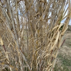 Arundo donax at Molonglo, ACT - 9 Aug 2023