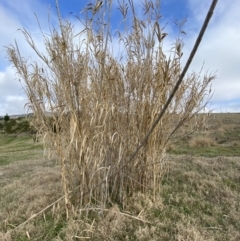 Arundo donax at Molonglo, ACT - 9 Aug 2023