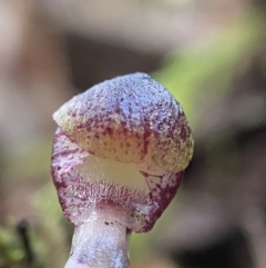 Corysanthes grumula (Stately helmet orchid) by AJB