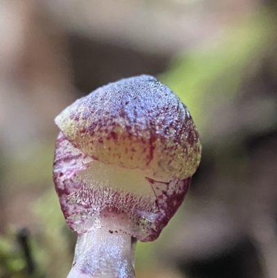 Corysanthes grumula (Stately helmet orchid) at Tidbinbilla Nature Reserve - 9 Aug 2023 by AJB