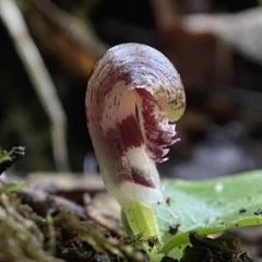 Corysanthes grumula at suppressed - 9 Aug 2023