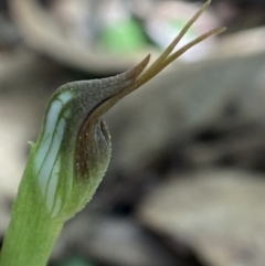 Pterostylis pedunculata (Maroonhood) at Paddys River, ACT - 9 Aug 2023 by AJB