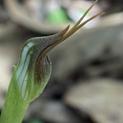 Pterostylis pedunculata (Maroonhood) at Paddys River, ACT - 9 Aug 2023 by AJB