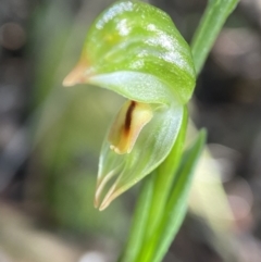 Bunochilus montanus (Montane Leafy Greenhood) at Paddys River, ACT - 9 Aug 2023 by AJB