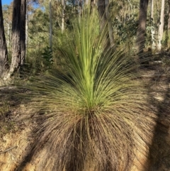 Xanthorrhoea glauca subsp. angustifolia (Grey Grass-tree) at Cotter River, ACT - 5 Aug 2023 by NickiTaws