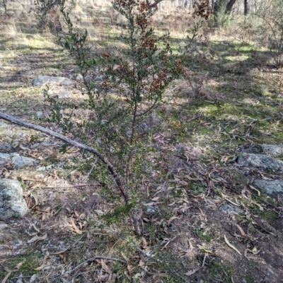 Bursaria spinosa subsp. lasiophylla (Australian Blackthorn) at Mount Mugga Mugga - 9 Aug 2023 by stofbrew