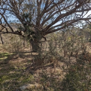 Bursaria spinosa subsp. lasiophylla at Jerrabomberra, ACT - 9 Aug 2023 02:07 PM