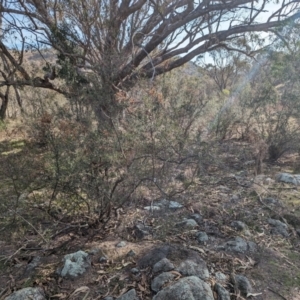 Bursaria spinosa subsp. lasiophylla at Jerrabomberra, ACT - 9 Aug 2023 02:07 PM