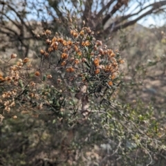Bursaria spinosa subsp. lasiophylla at Jerrabomberra, ACT - 9 Aug 2023