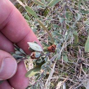 Hibbertia obtusifolia at Jerrabomberra, ACT - 9 Aug 2023