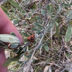 Hibbertia obtusifolia at Jerrabomberra, ACT - 9 Aug 2023 02:26 PM