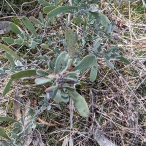 Hibbertia obtusifolia at Jerrabomberra, ACT - 9 Aug 2023 02:26 PM