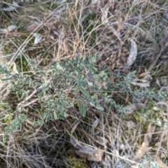 Hibbertia obtusifolia at Jerrabomberra, ACT - 9 Aug 2023 02:26 PM