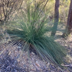 Xanthorrhoea glauca subsp. angustifolia at Cotter River, ACT - suppressed