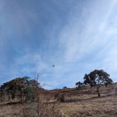 Falco berigora (Brown Falcon) at Isaacs Ridge and Nearby - 9 Aug 2023 by stofbrew