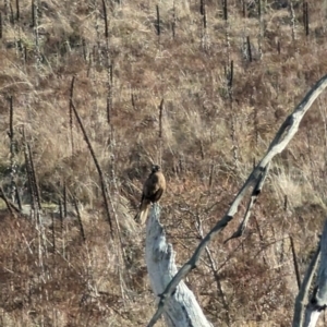 Falco berigora at Isaacs, ACT - 9 Aug 2023 02:50 PM