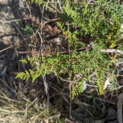 Cheilanthes sieberi subsp. sieberi at Jerrabomberra, ACT - 9 Aug 2023