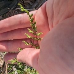 Cheilanthes sieberi subsp. sieberi at Jerrabomberra, ACT - 9 Aug 2023