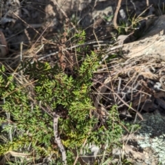 Cheilanthes sieberi subsp. sieberi at Jerrabomberra, ACT - 9 Aug 2023