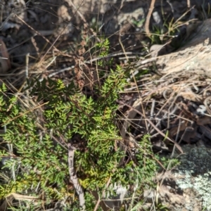 Cheilanthes sieberi subsp. sieberi at Jerrabomberra, ACT - 9 Aug 2023