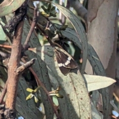 Nyctemera secundiana (Magpie Moth) at Isaacs Ridge - 9 Aug 2023 by stofbrew
