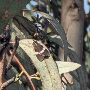 Nyctemera secundiana at Jerrabomberra, ACT - 9 Aug 2023 02:58 PM