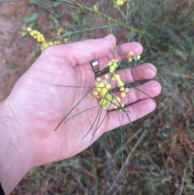 Acacia subulata (Awl-leaved Wattle) at Isaacs Ridge and Nearby - 9 Aug 2023 by stofbrew