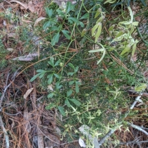 Clematis leptophylla at Isaacs, ACT - 9 Aug 2023
