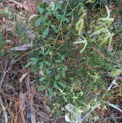 Clematis leptophylla (Small-leaf Clematis, Old Man's Beard) at Isaacs Ridge and Nearby - 9 Aug 2023 by stofbrew