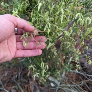 Clematis leptophylla at Isaacs, ACT - 9 Aug 2023 03:11 PM