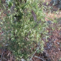 Clematis leptophylla at Isaacs, ACT - 9 Aug 2023 03:11 PM