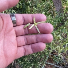 Clematis leptophylla at Isaacs, ACT - 9 Aug 2023 03:11 PM