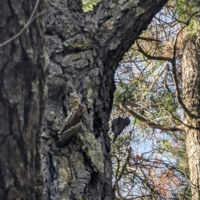 Cormobates leucophaea (White-throated Treecreeper) at Isaacs, ACT - 9 Aug 2023 by stofbrew