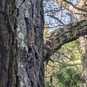 Cormobates leucophaea at Isaacs, ACT - 9 Aug 2023 03:14 PM