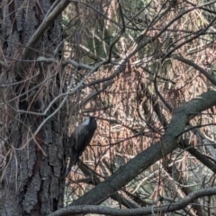 Cormobates leucophaea at Isaacs, ACT - 9 Aug 2023 03:14 PM