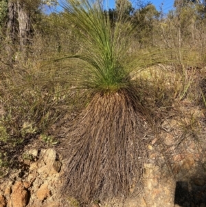 Xanthorrhoea glauca subsp. angustifolia at Cotter River, ACT - 5 Aug 2023